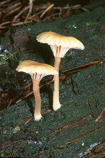 Lichenomphalia umbellifera